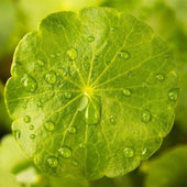 Madecassoside Skincare guide