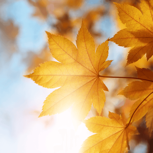 Navigating Seasonal Skin Changes: Summer to Autumn