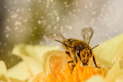 Bee Pollen - The Amber Nectar
