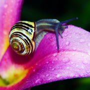 snail mucin skincare ingredient guide